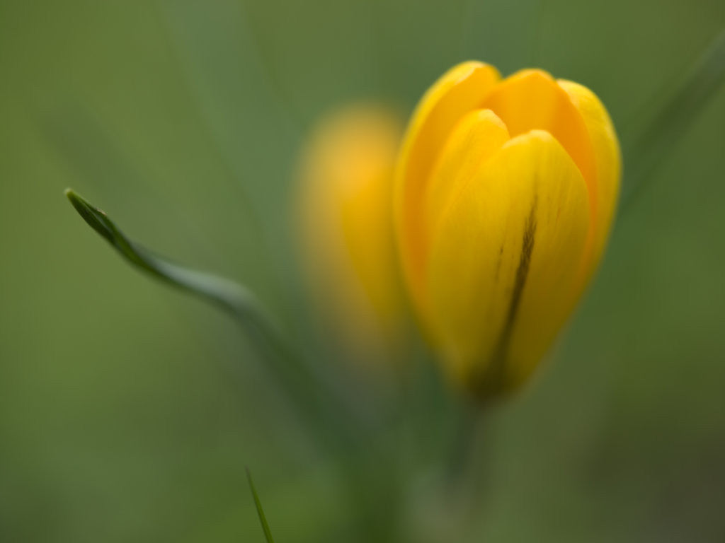 Detail of Yellow crocus on colored background, close-up by Assaf Frank