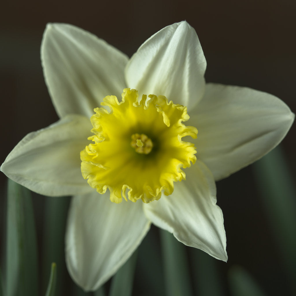 Detail of Daffodil flower, close-up by Assaf Frank