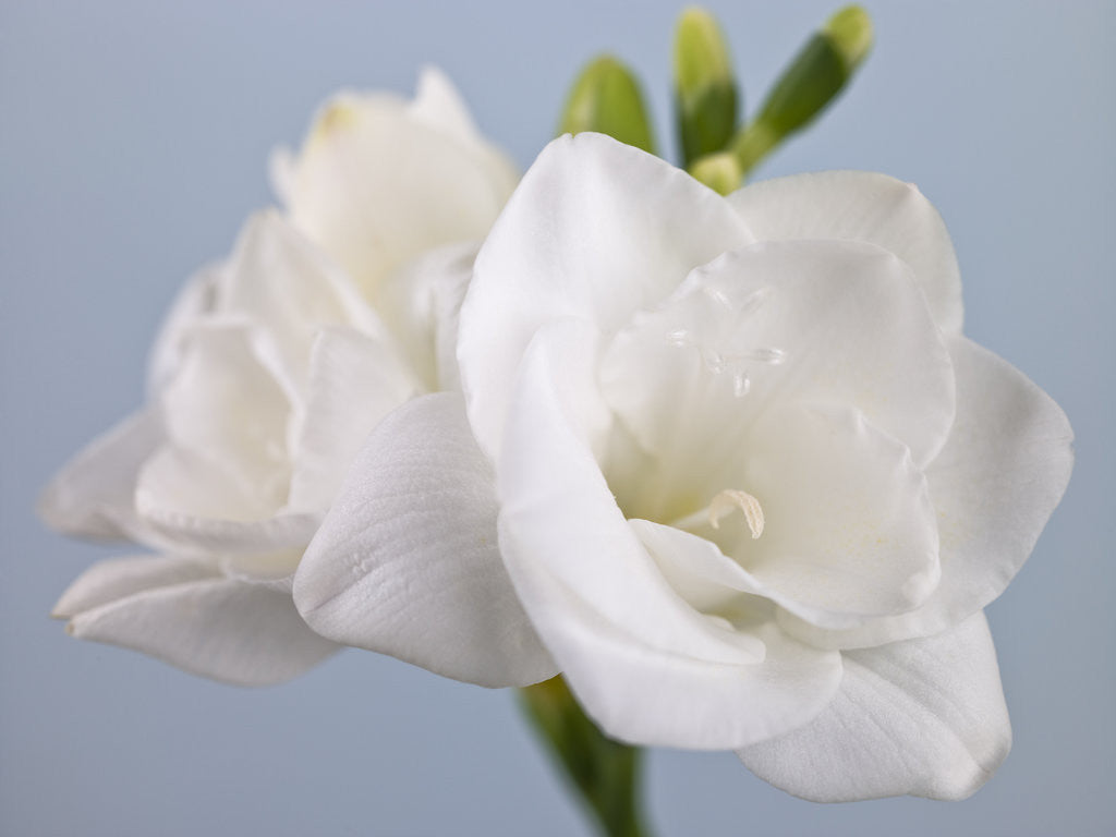 Detail of Close-up of White Freesias by Assaf Frank