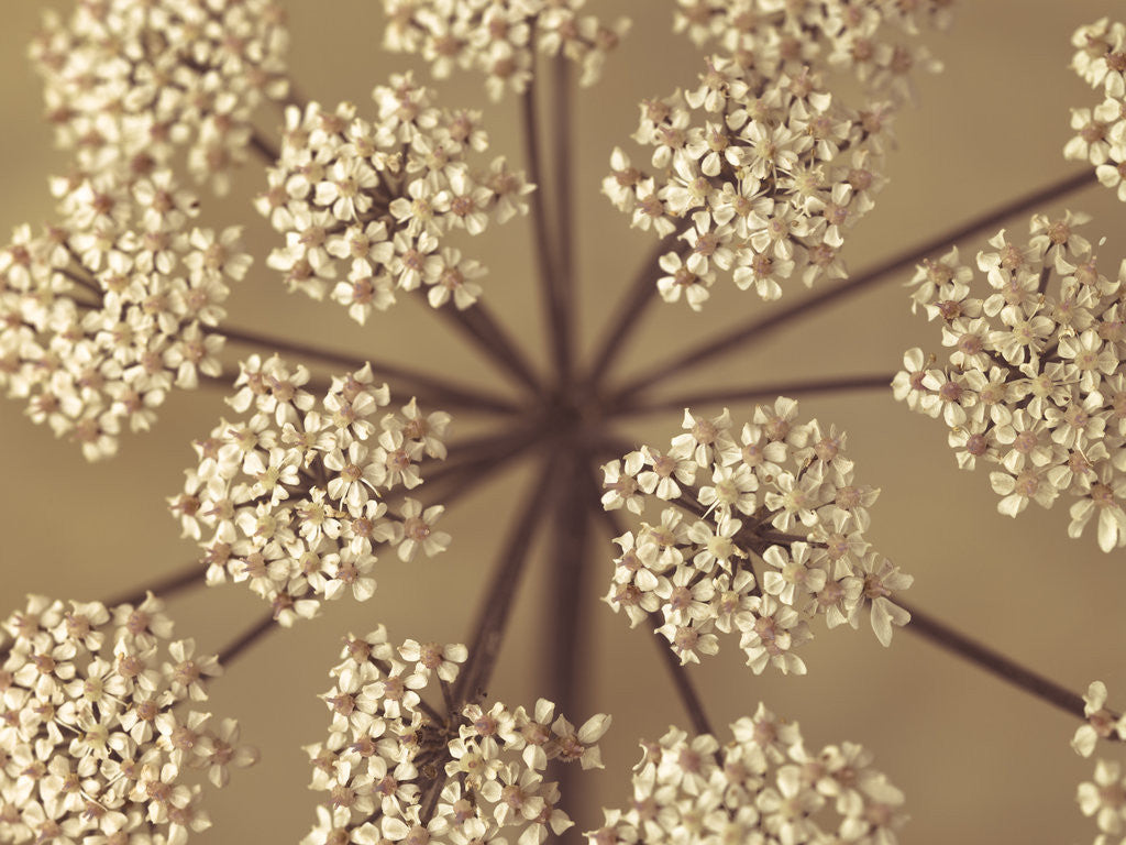Detail of Cow Parsley close-up by Assaf Frank