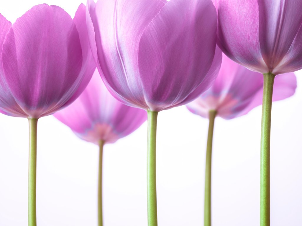 Detail of Purple Tulips by Assaf Frank