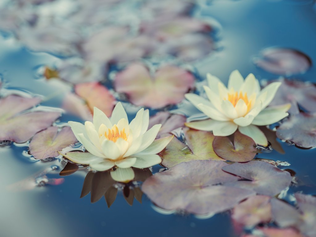 Detail of Lotus in pond by Assaf Frank