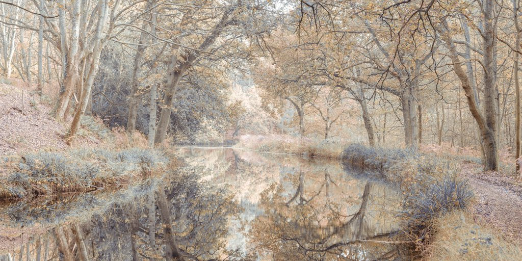 Detail of Canal through forest by Assaf Frank