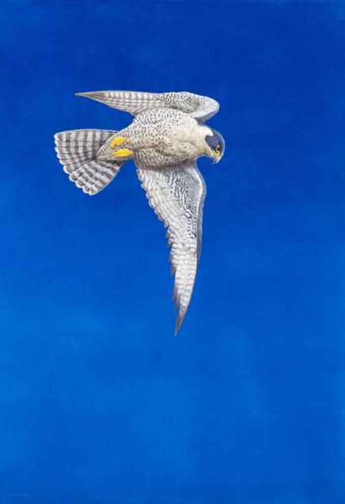 Detail of Peregrine Falcon by Tim Hayward