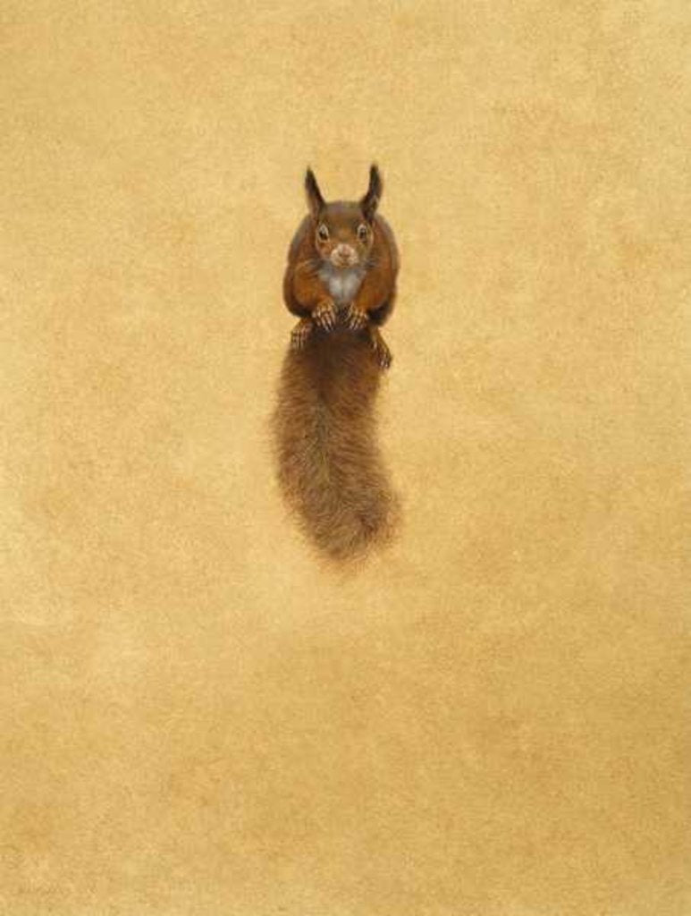 Detail of Leaping Red Squirrel by Tim Hayward