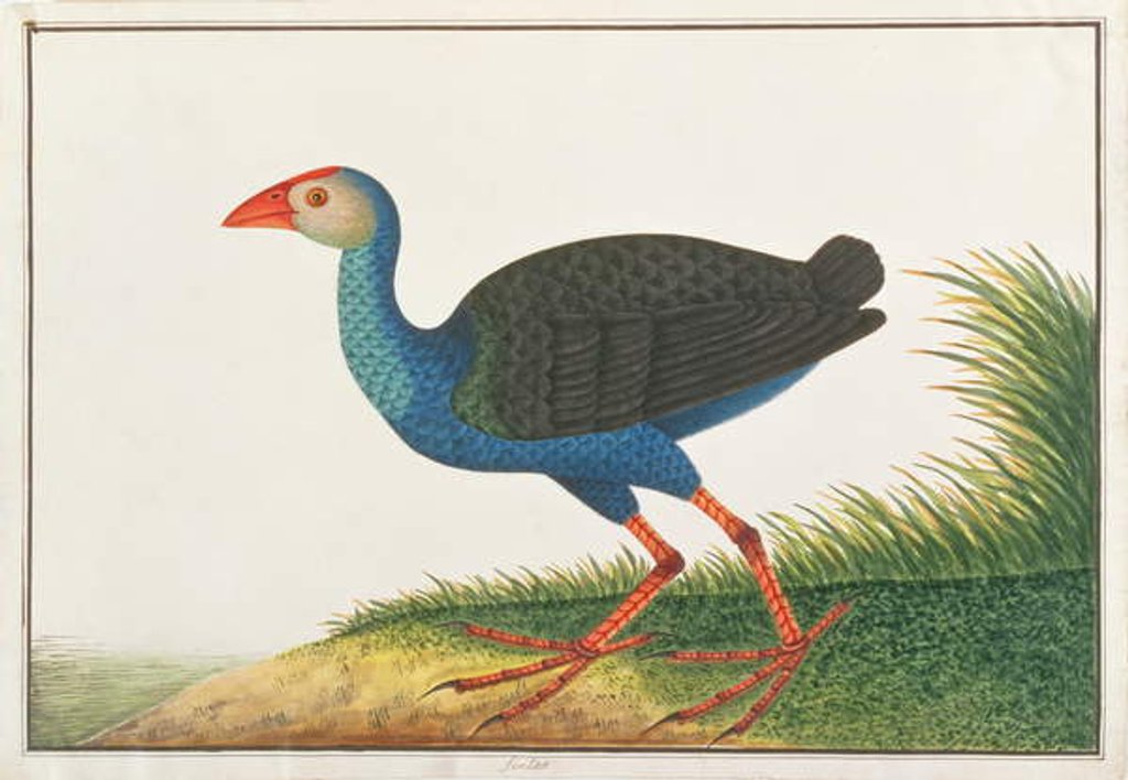 Detail of Purple Swamphen by School Chinese