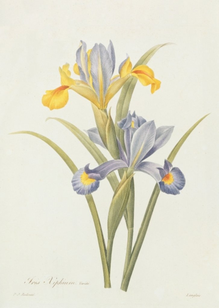 Detail of Iris by Pierre Joseph Redoute