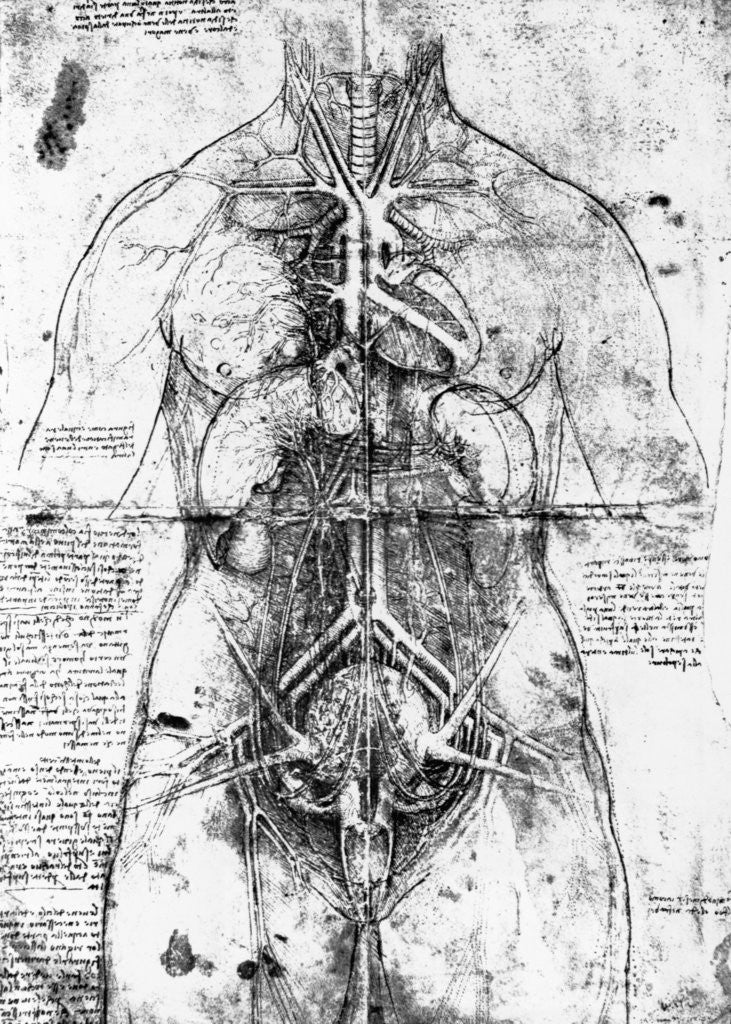Detail of Drawing of an anatomical study by Leonardo da Vinci
