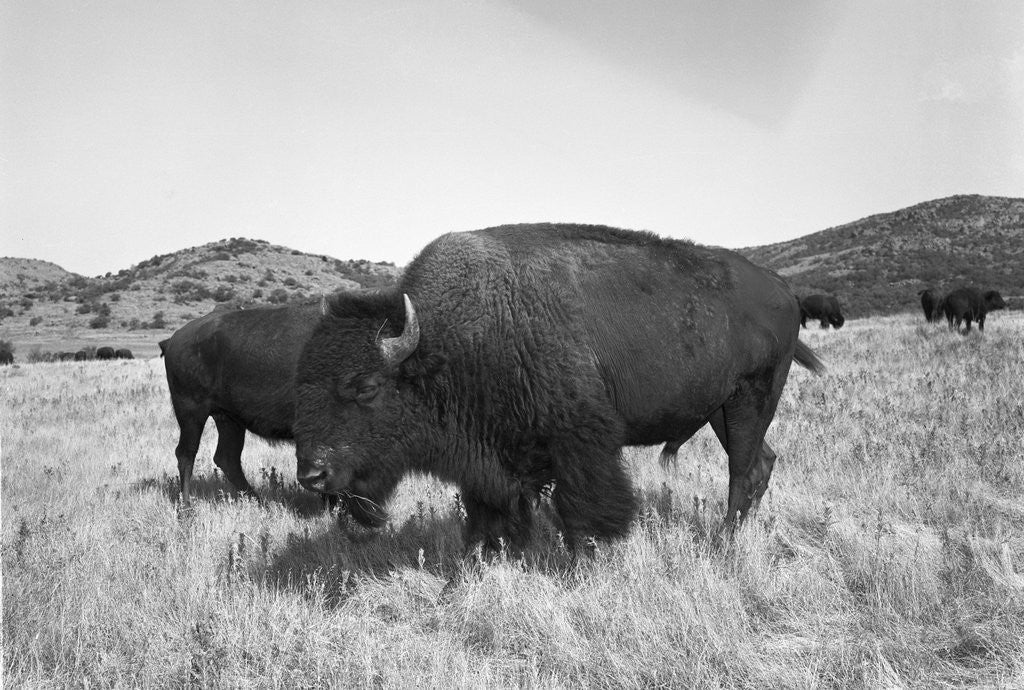 Detail of Bison in Wildlife Refuge by Corbis