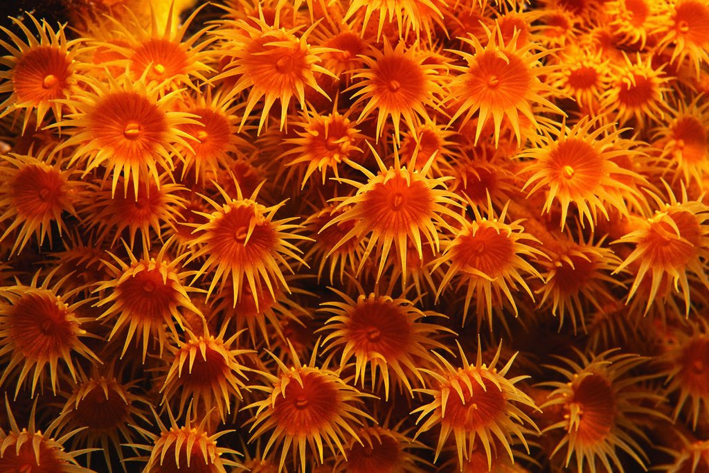 Detail of Yellow Anemones by Corbis