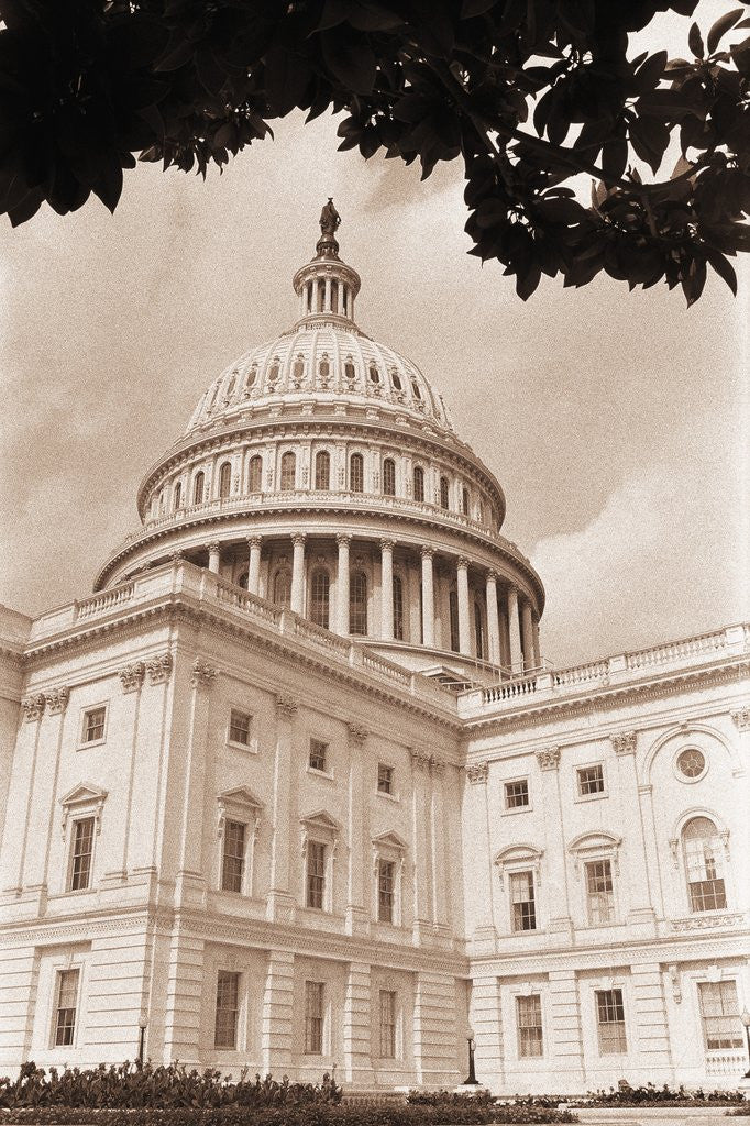 Detail of Branch Before U.S. Capitol by Corbis