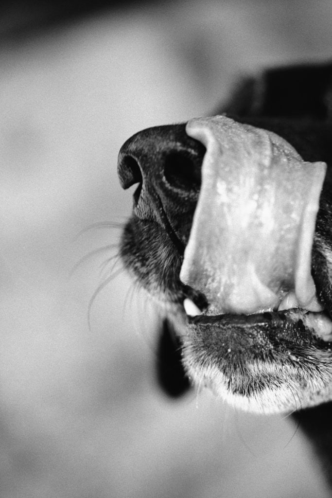 Detail of Dog Licking Nose by Corbis