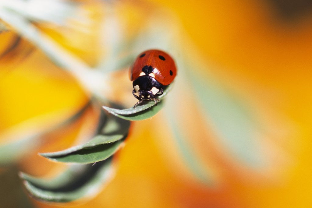 Detail of Ladybug Crawling by Anonymous