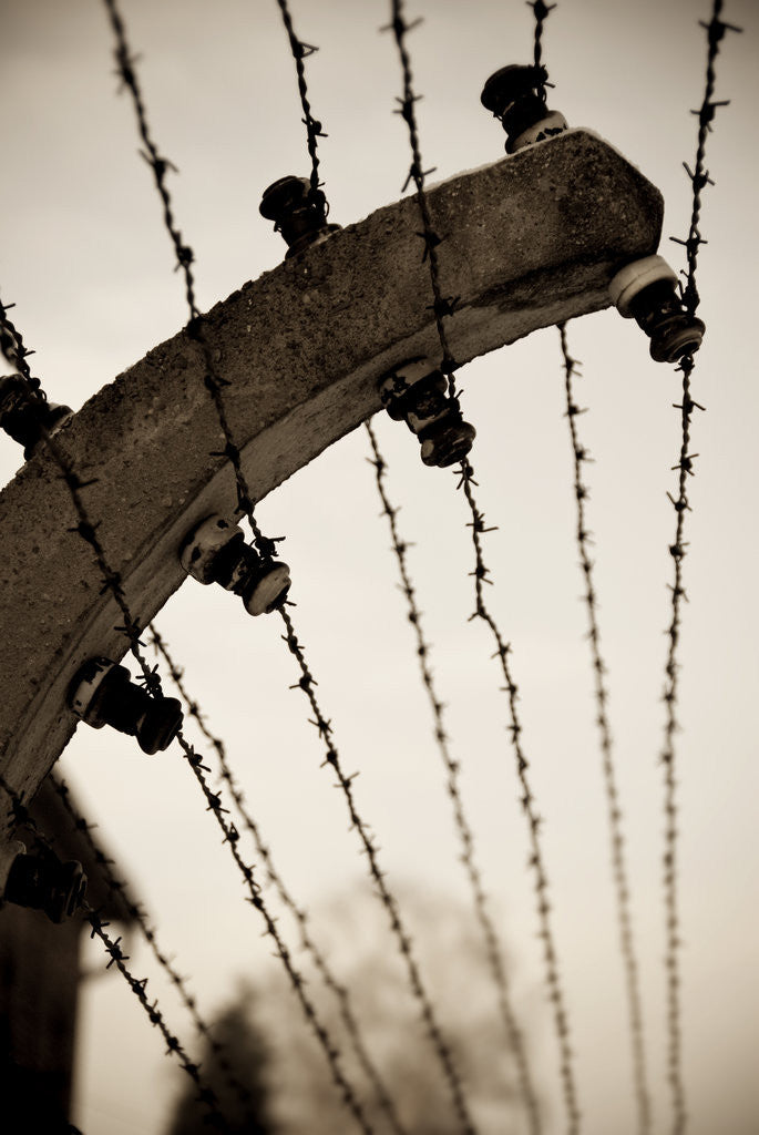Detail of Barbed wire fence by Ricardo Demurez