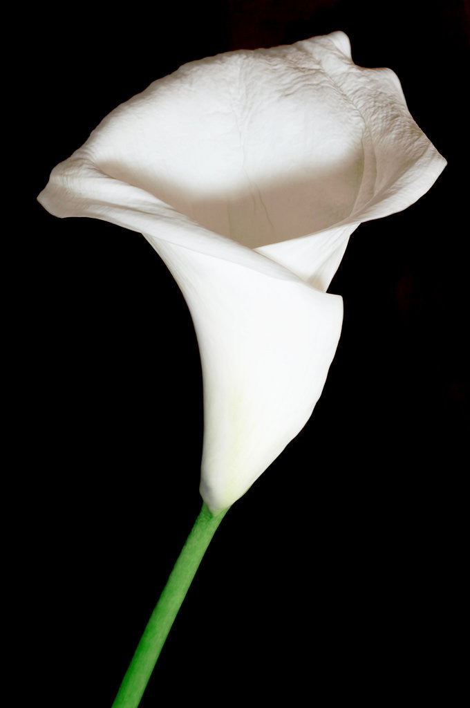 Detail of White flower by Ricardo Demurez