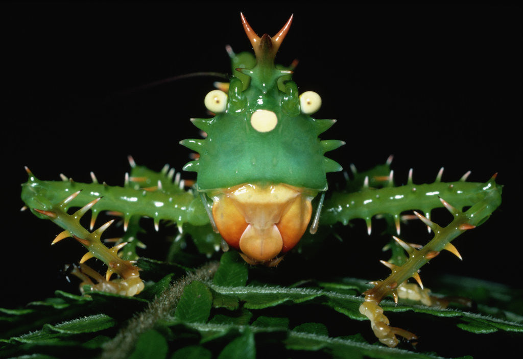 Detail of Copiphora in Amazon Rainforest by Anonymous