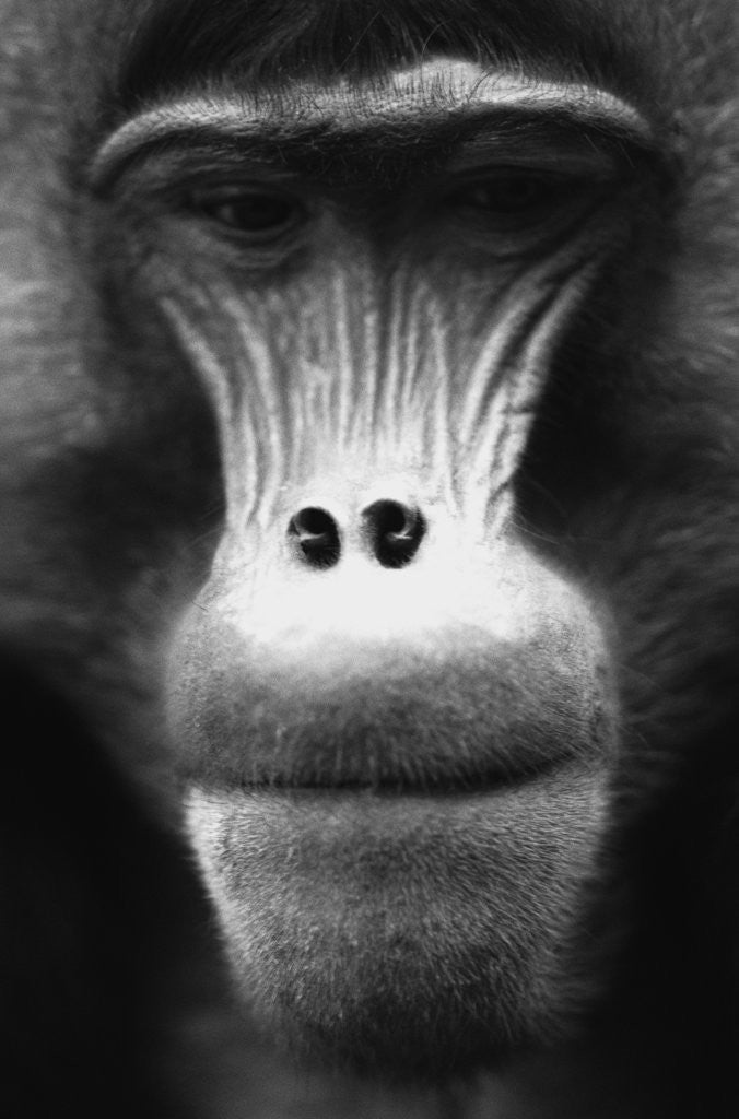 Detail of Ape Face by Corbis
