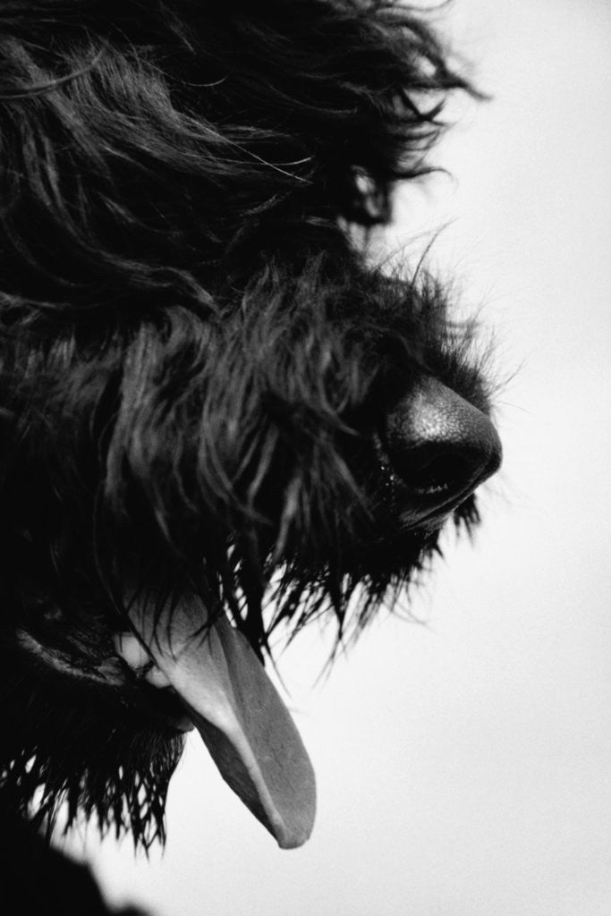 Detail of Furry Dog Panting by Corbis