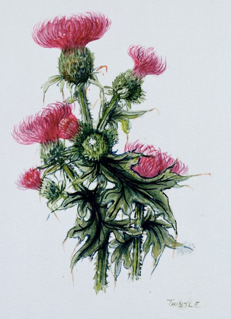 Detail of Scottish thistle by Nell Hill