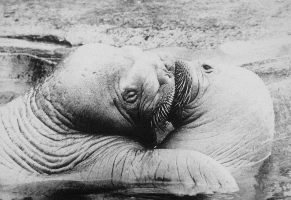 Detail of Kissing Walruses by Corbis