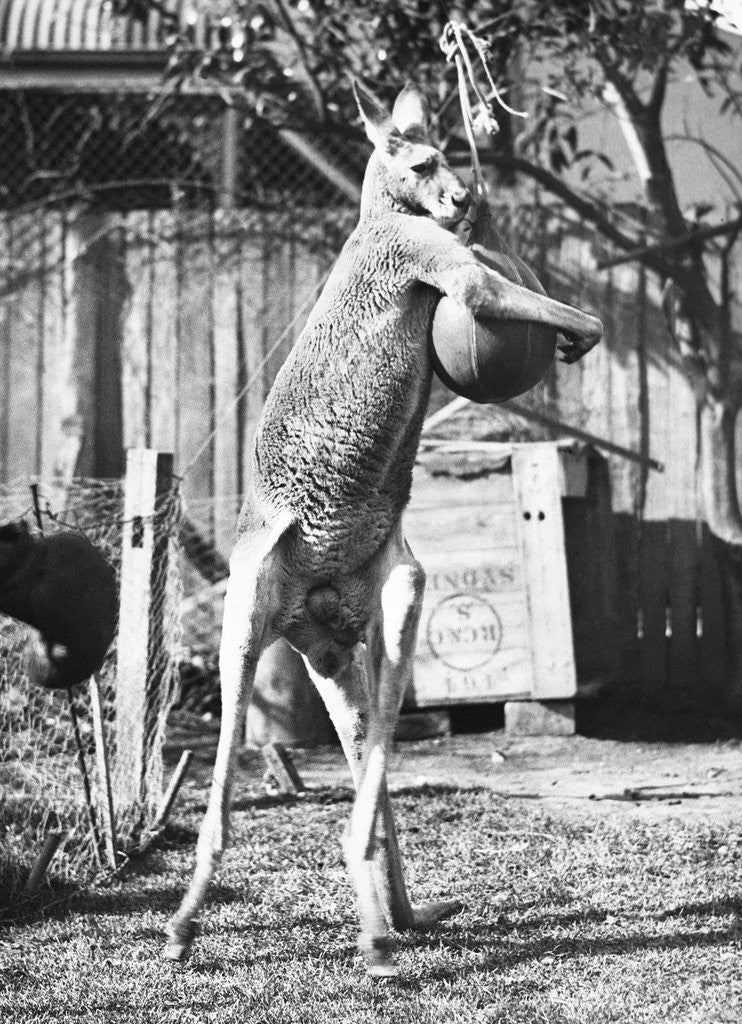Detail of Kangaroo With a Punch Bag by Corbis