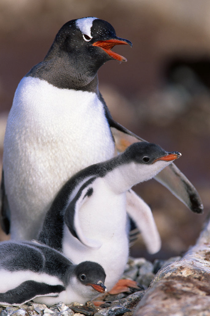Detail of Gentoo Penguin Protecting Her Chicks by Corbis