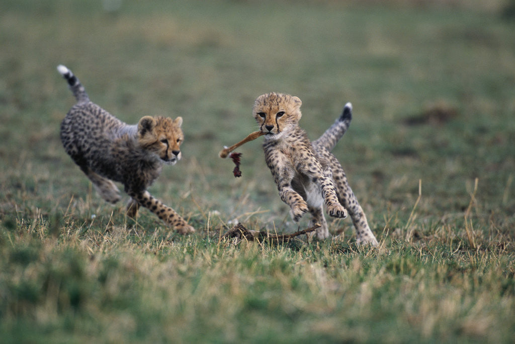 Detail of Cheetah Cubs Playing with Carcass by Anonymous