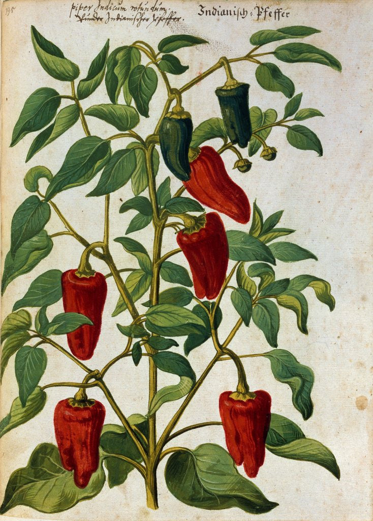 Detail of Watercolor of Indian Pepper by Joachim Camerarius the Younger