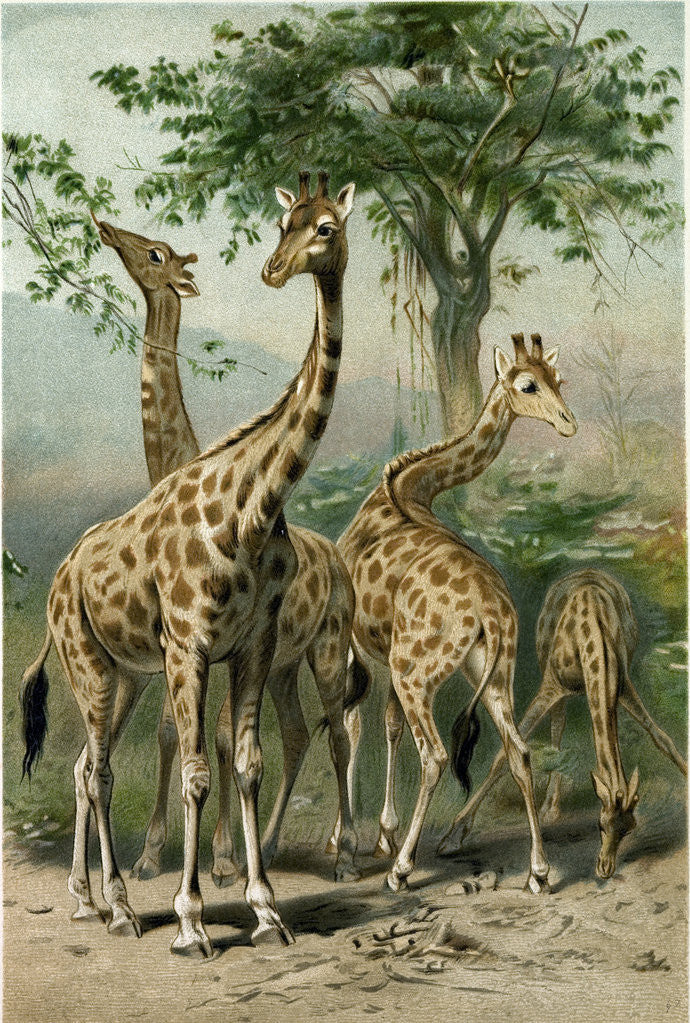 Detail of South African Giraffes by Anonymous