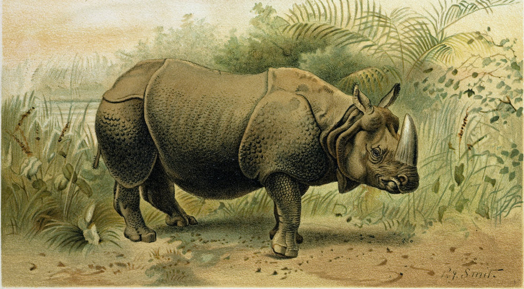 Detail of Indian Rhinoceros by Anonymous