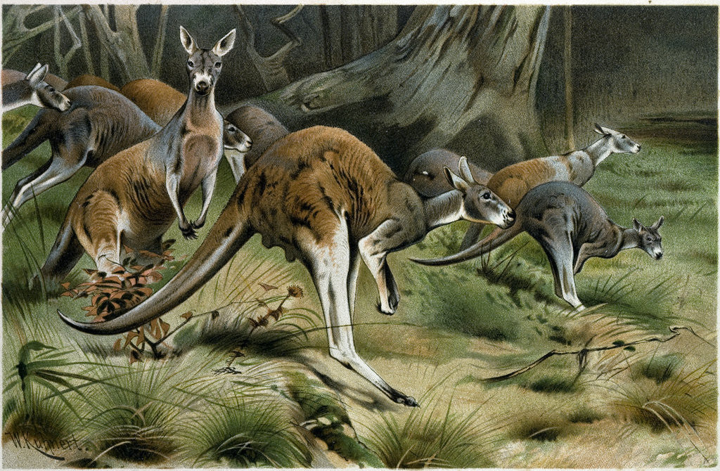 Detail of The Red Kangaroo by Anonymous