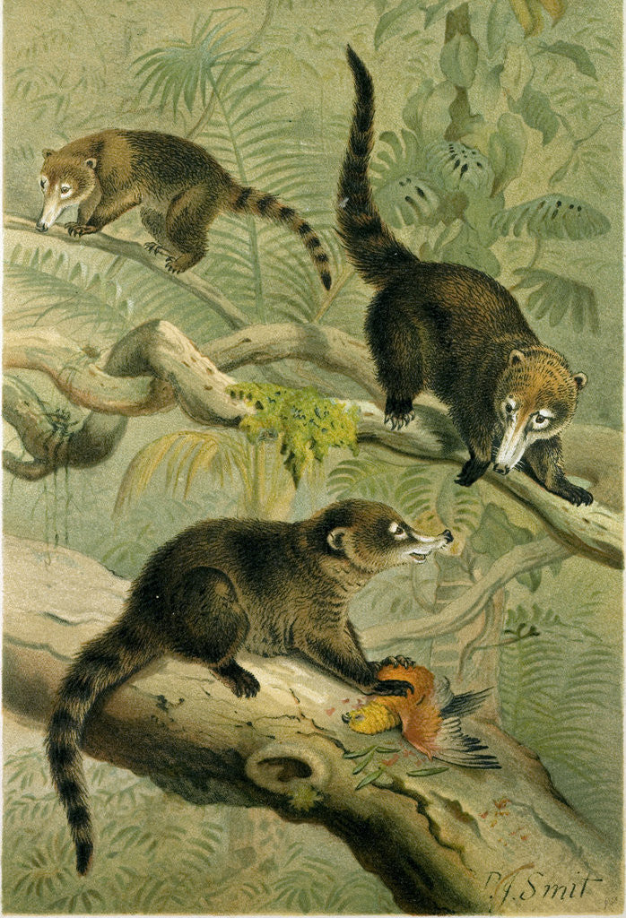 Detail of White-Nosed Coati by Anonymous