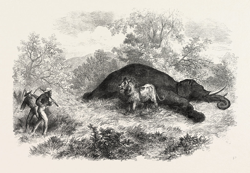 Detail of Sketches of South African Travel: The Lion and Dead Elephant by Anonymous