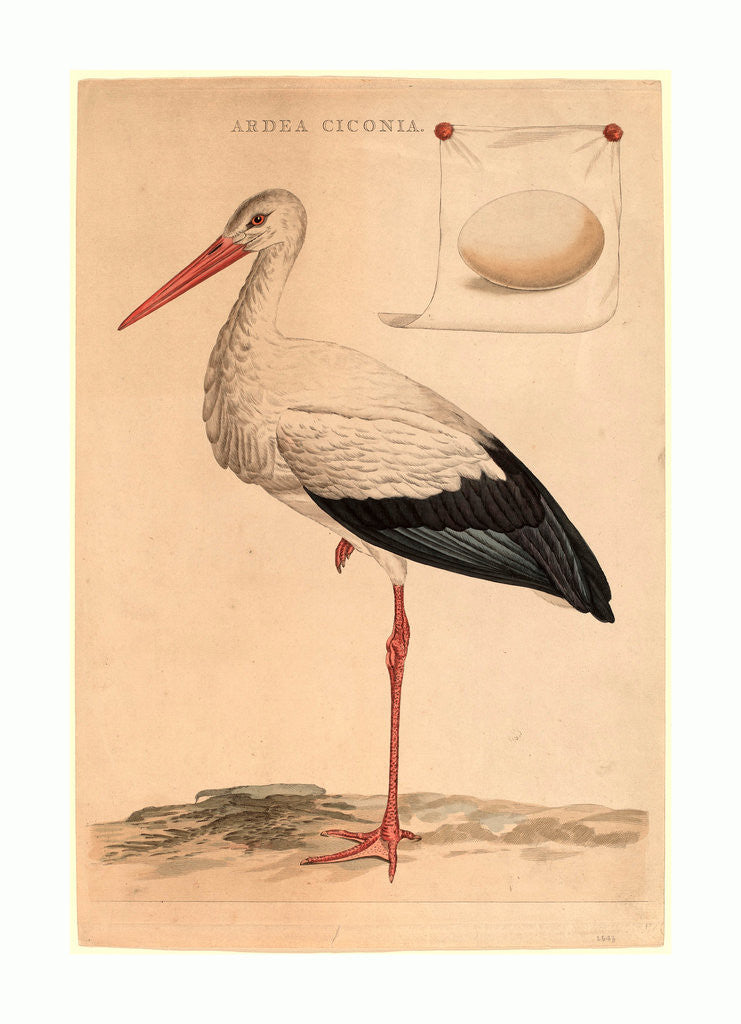 Detail of The White Stork by Anonymous