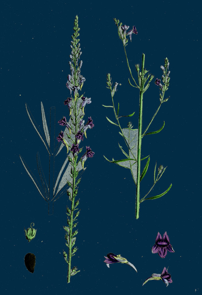 Detail of Linaria Purpurea; Purple Toadflax by Anonymous