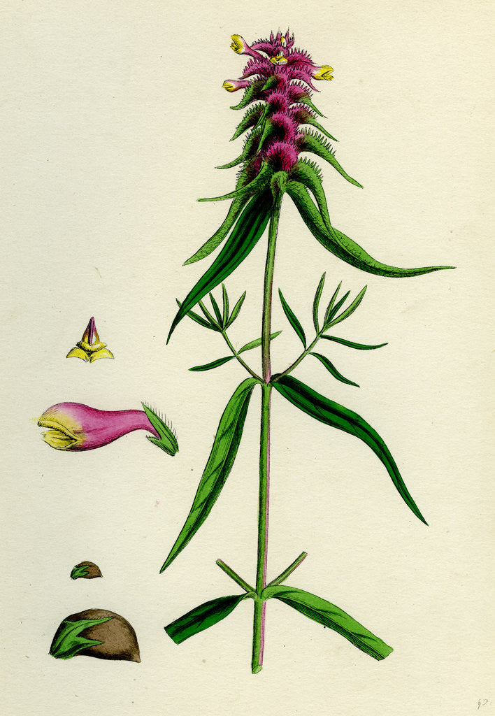 Detail of Melampyrum Cristatum Crested Cow-Wheat by Anonymous