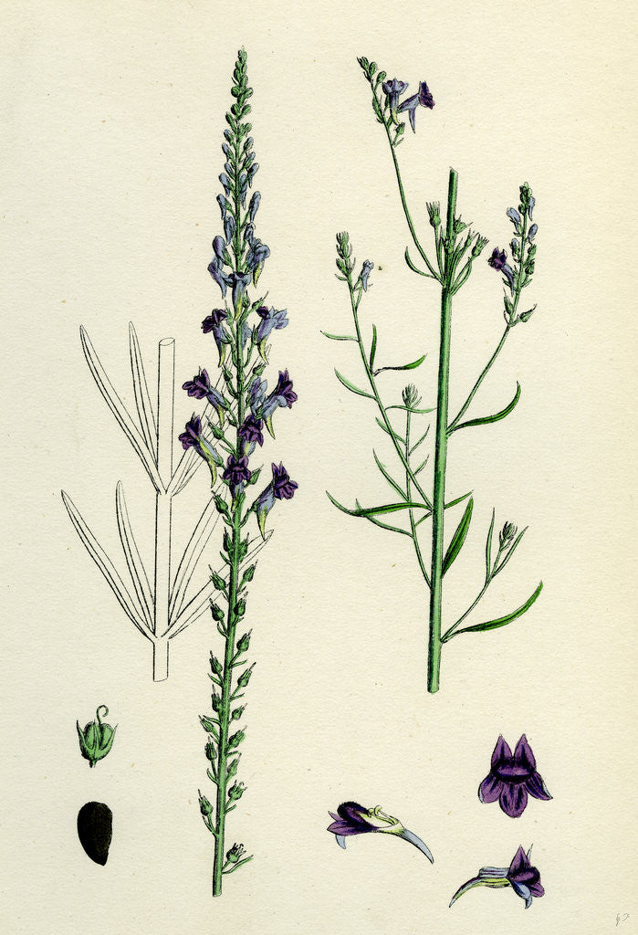 Detail of Linaria Purpurea Purple Toadflax by Anonymous