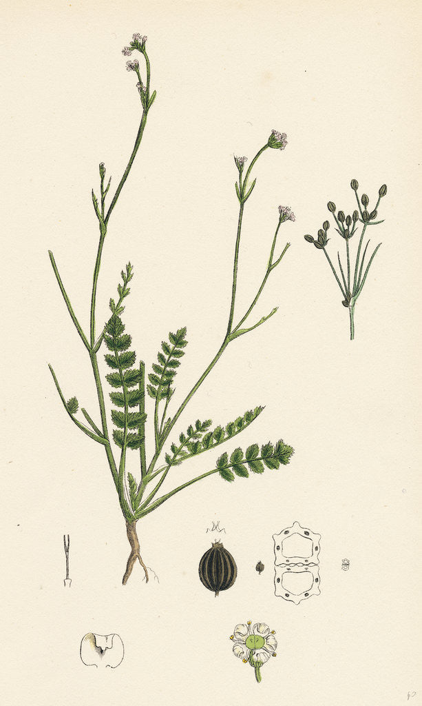Detail of Petroselinum Segetum Corn Parsley by Anonymous