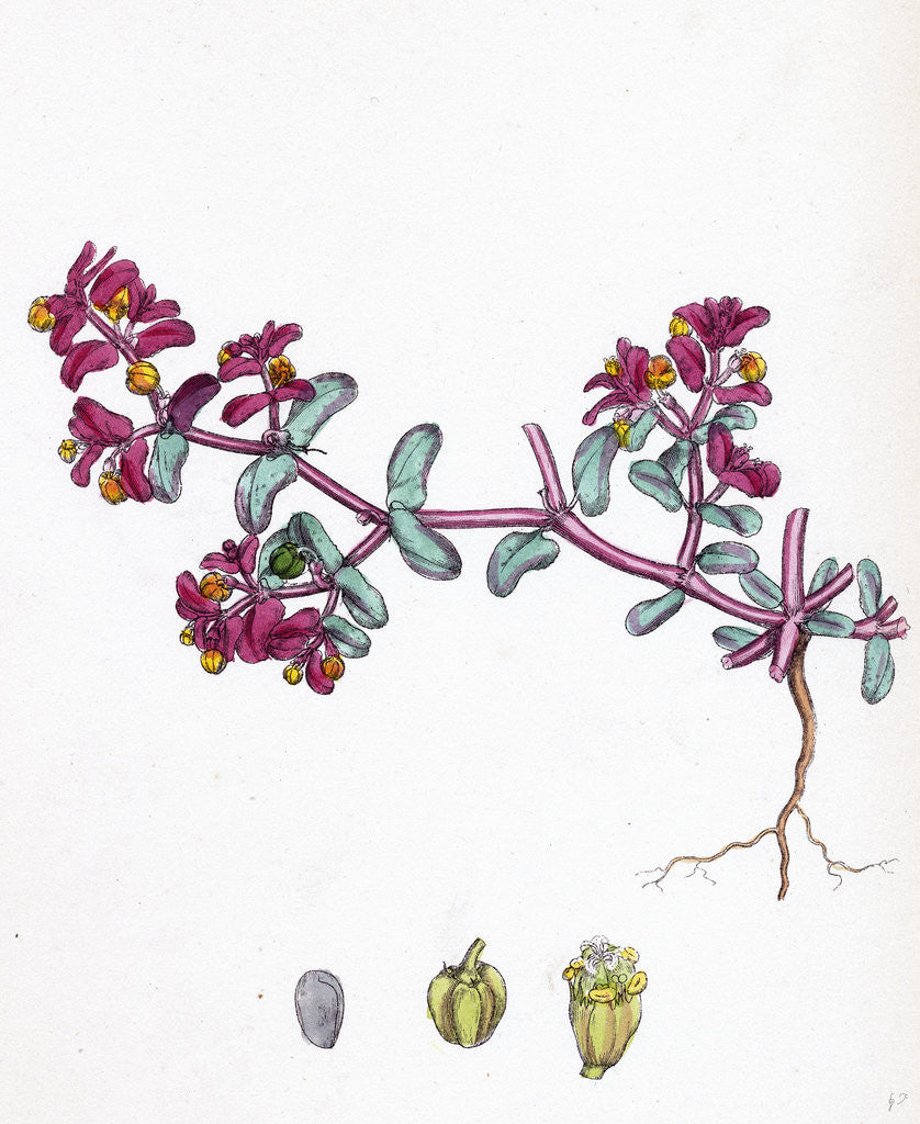Detail of Euphorbia Peplis Purple Spurge by Anonymous