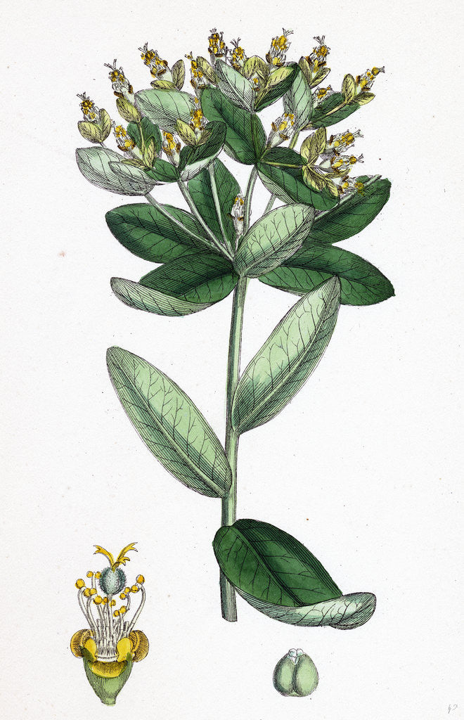 Detail of Euphorbia Hiberna Irish Spurge by Anonymous