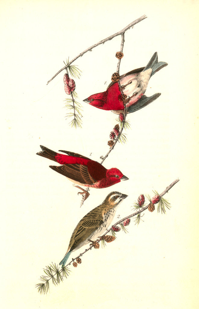 Detail of Crested Purple Finch by John James Audubon