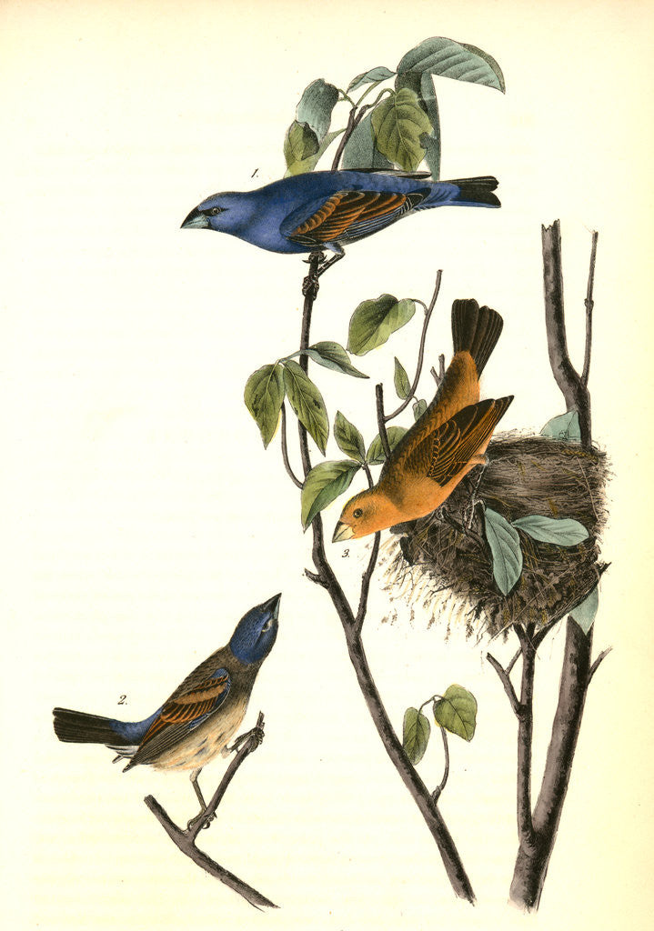 Detail of Blue Song Grosbeak by John James Audubon