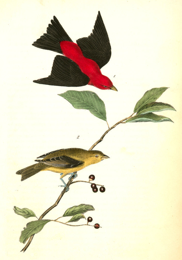 Detail of Scarlet Tanager by John James Audubon