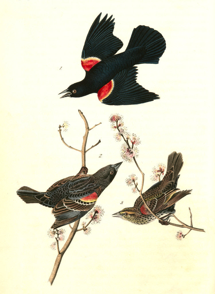 Detail of Red-winged Starling by John James Audubon