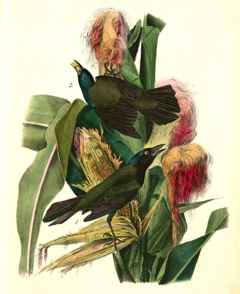Detail of Common Purple Crow-Blackbird by John James Audubon