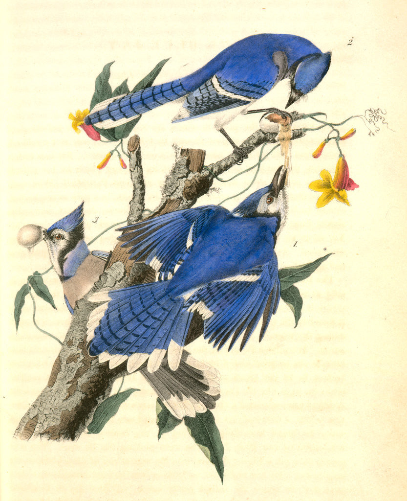 Detail of Blue Jay by John James Audubon