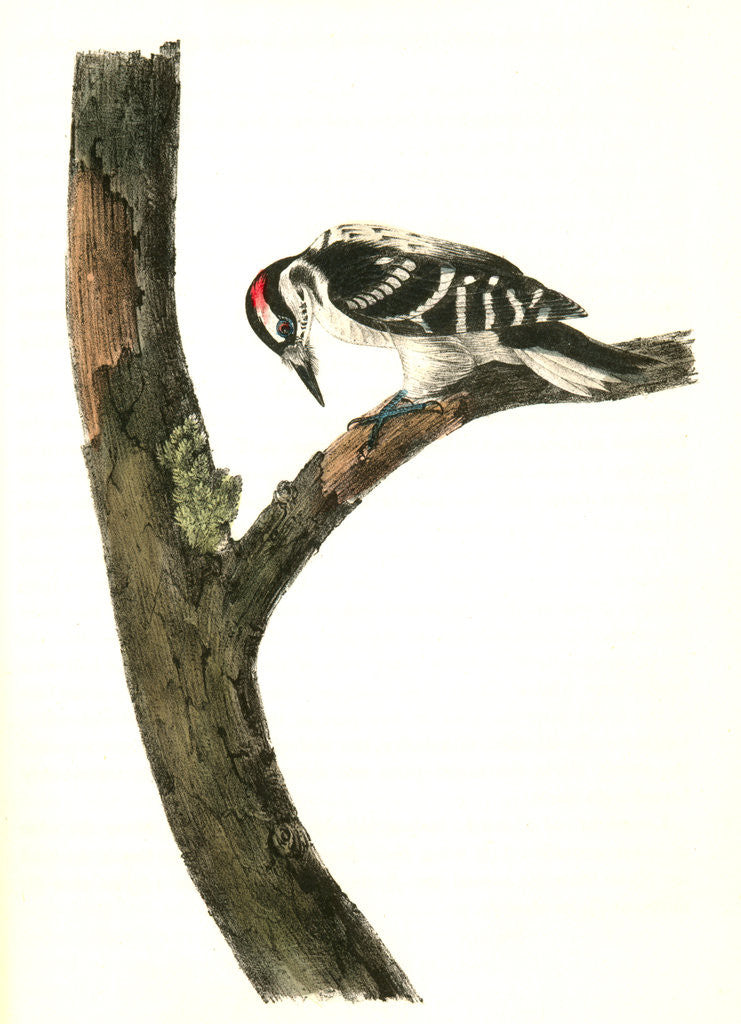 Detail of Canadian Woodpecker. Male by John James Audubon
