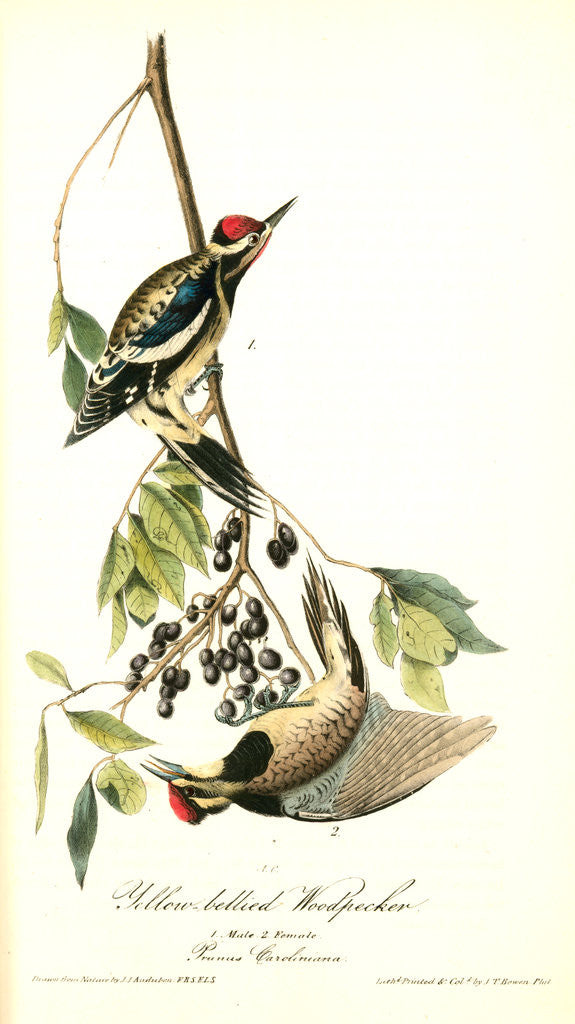 Detail of Yellow-bellied Woodpecker by John James Audubon