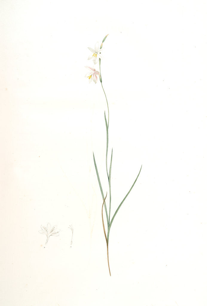 Detail of Ixia radiata, Hesperantha radiata; Ixia radiée, Carex-leaved Hesperantha by Pierre Joseph Redouté