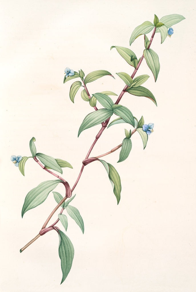 Detail of Commelina rubens, Commelina pallida; Comméline rougeâtre by Pierre Joseph Redouté